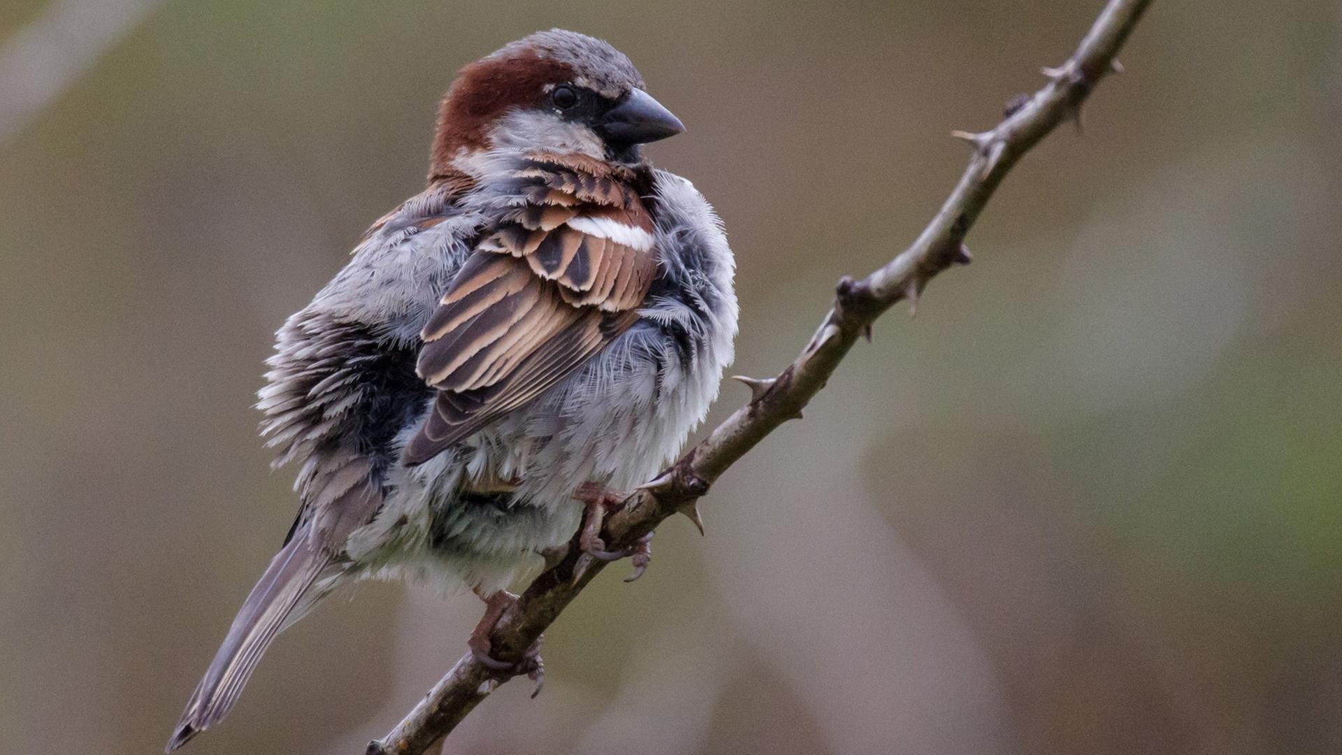 Ein Haussperling, mit wissenschaftlichem Namen passer domesticus.