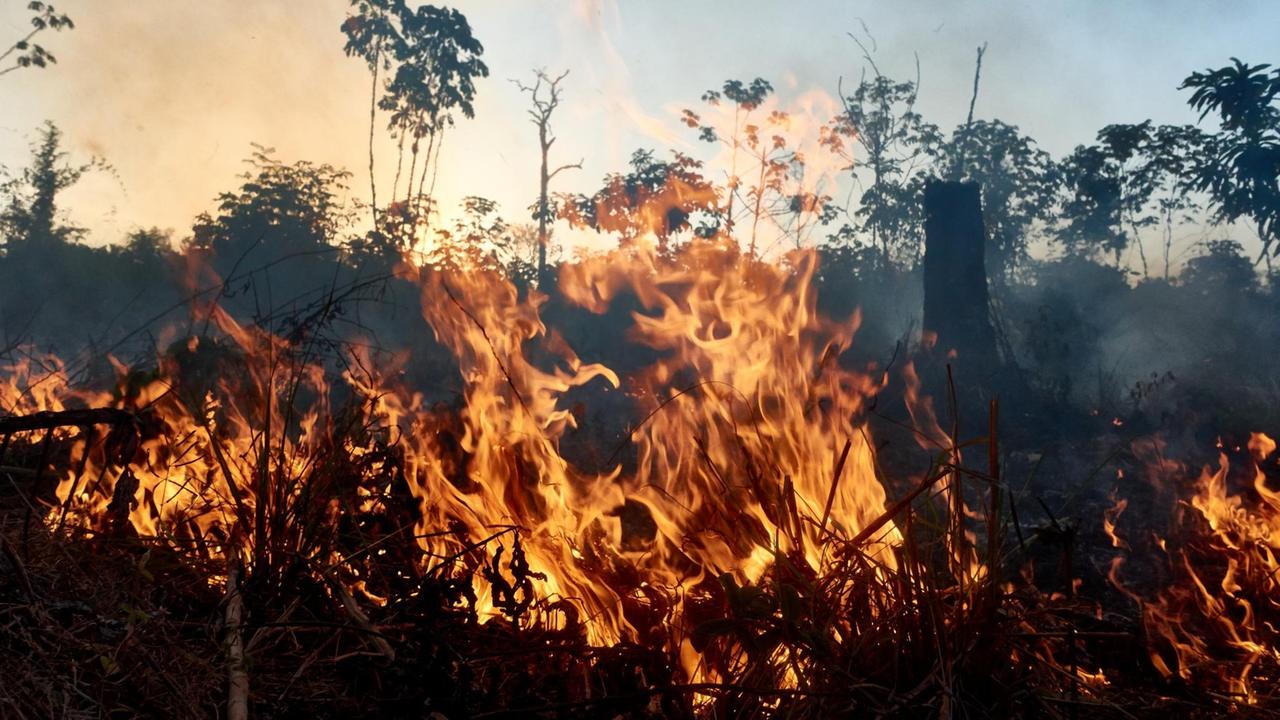Brandrodung am Rande des Reservates. Wenn die wertvollen Baumstämme abtransportiert sind, brennen die Großgrundbesitzer das Unterholz ab. 