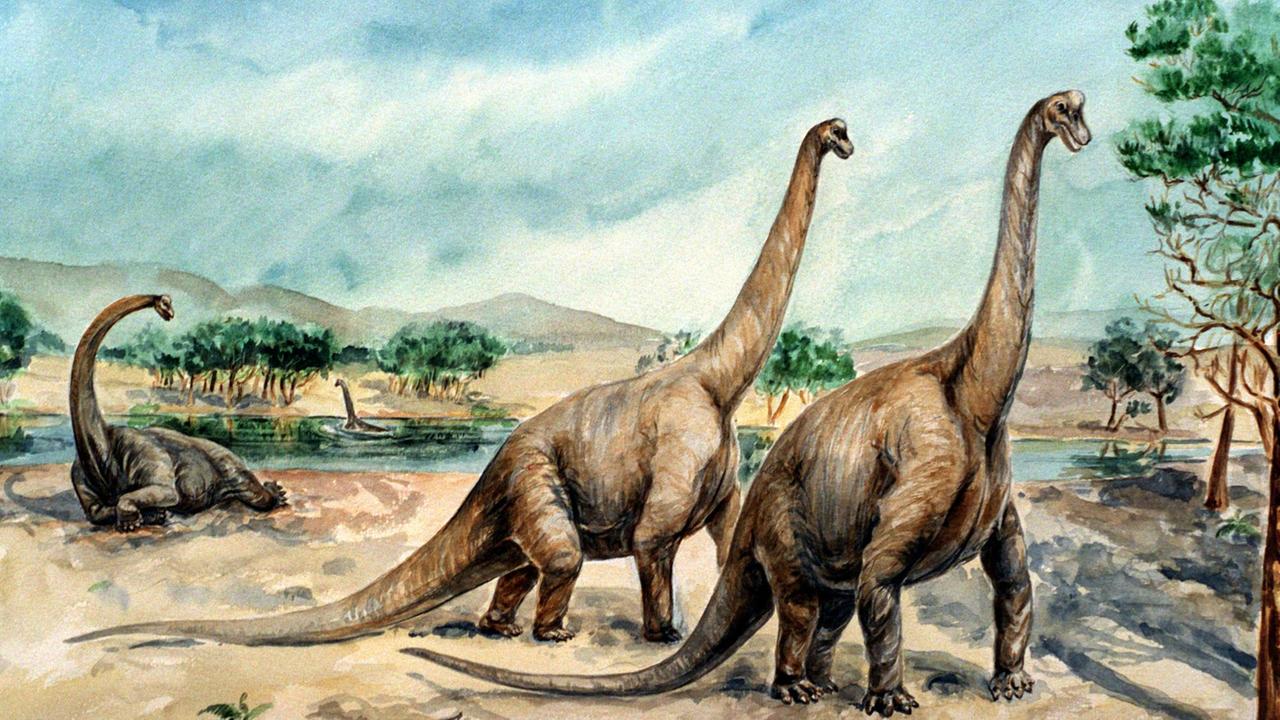 Auf der Zeichnung sind drei Dinosaurier zu sehen, die sehr lange Schwänze und lange Hälse haben