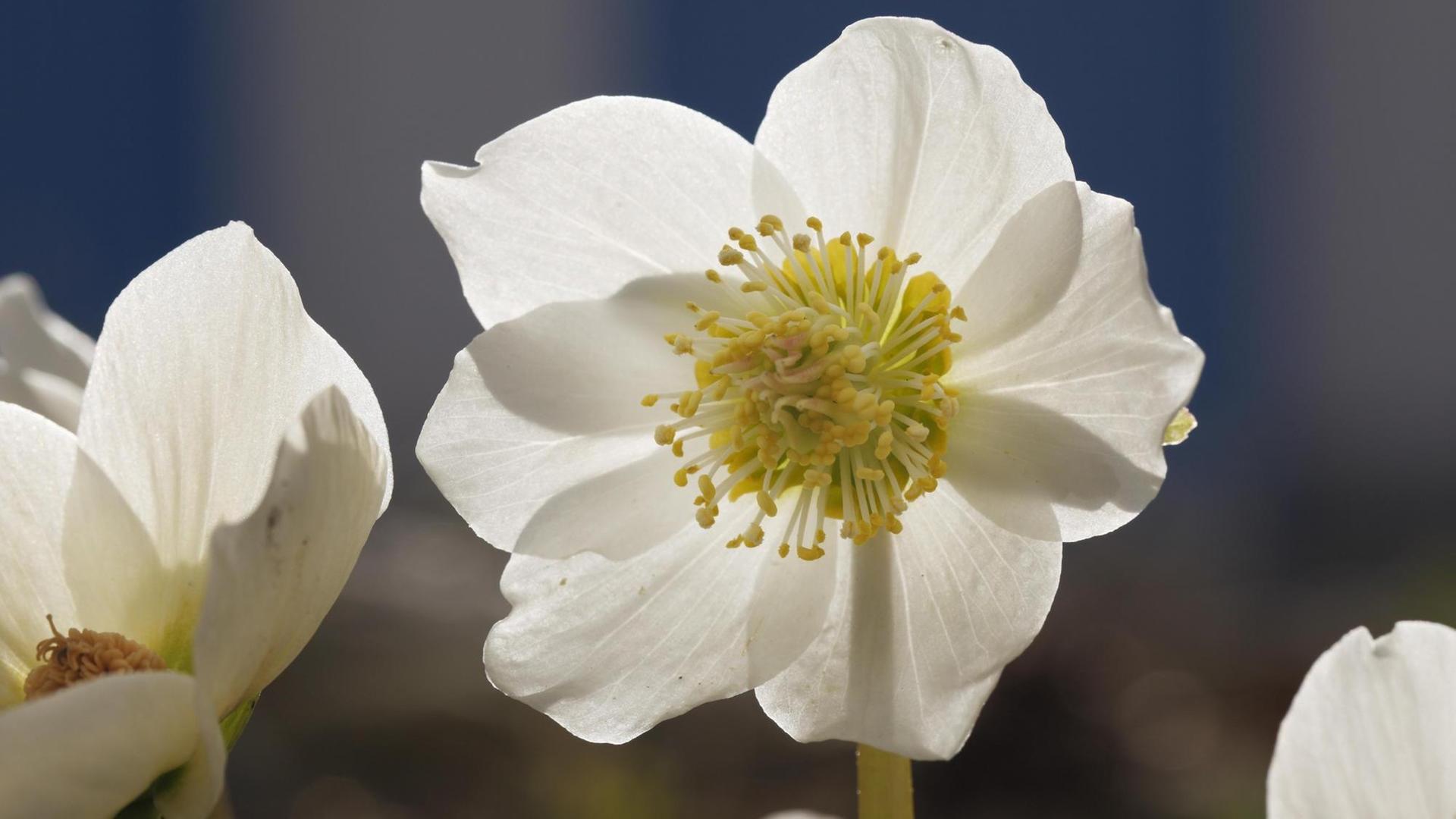 Christrose (Helleborus niger)