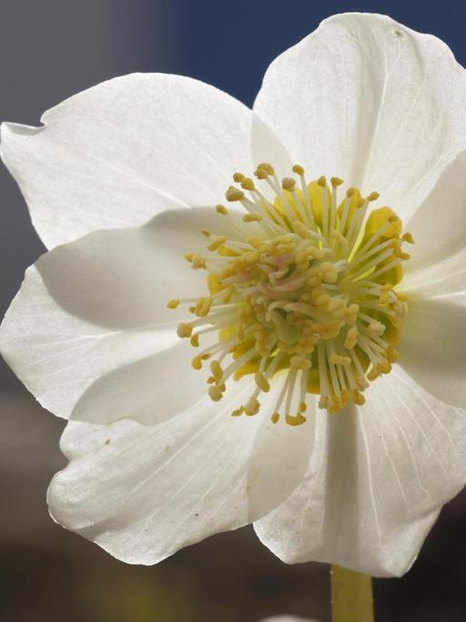 Christrose (Helleborus niger)