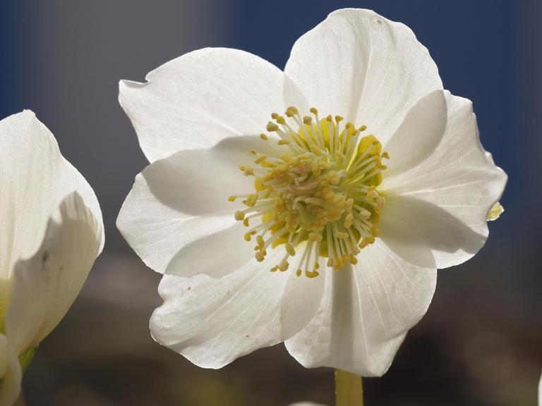 Christrose (Helleborus niger)