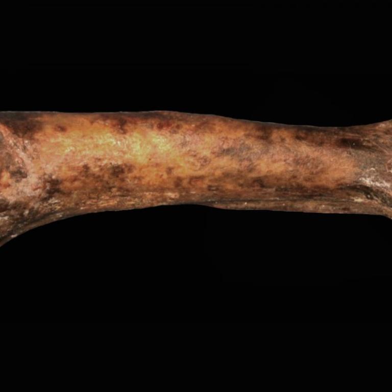 Die Artgenossen der Urfrau «Lucy» gingen vor 3,2 Millionen Jahren mit Sicherheit aufrecht. Das schließen US-Forscher aus dem Fund eines Mittelfußknochens in Äthopien (undatierte Aufnahme).