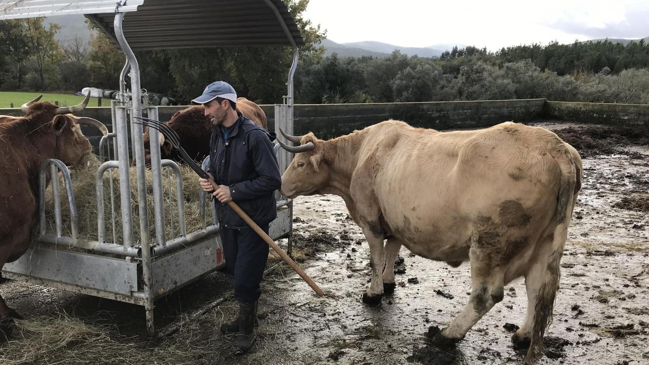 Ein Mann mit Käppi, Arbeitsanzug und Gummistiefeln füttert seine drei Kühe auf dem Hof mit Heu, die Futtergabel in der Hand.
