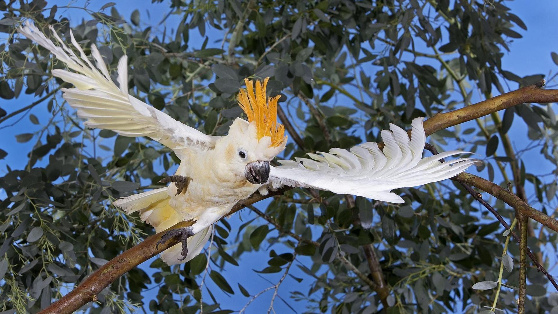 Ein Orangehaubenkakadu fliegt von einem Baum weg. Der Vogel hat die Flügel weit geöffnet.