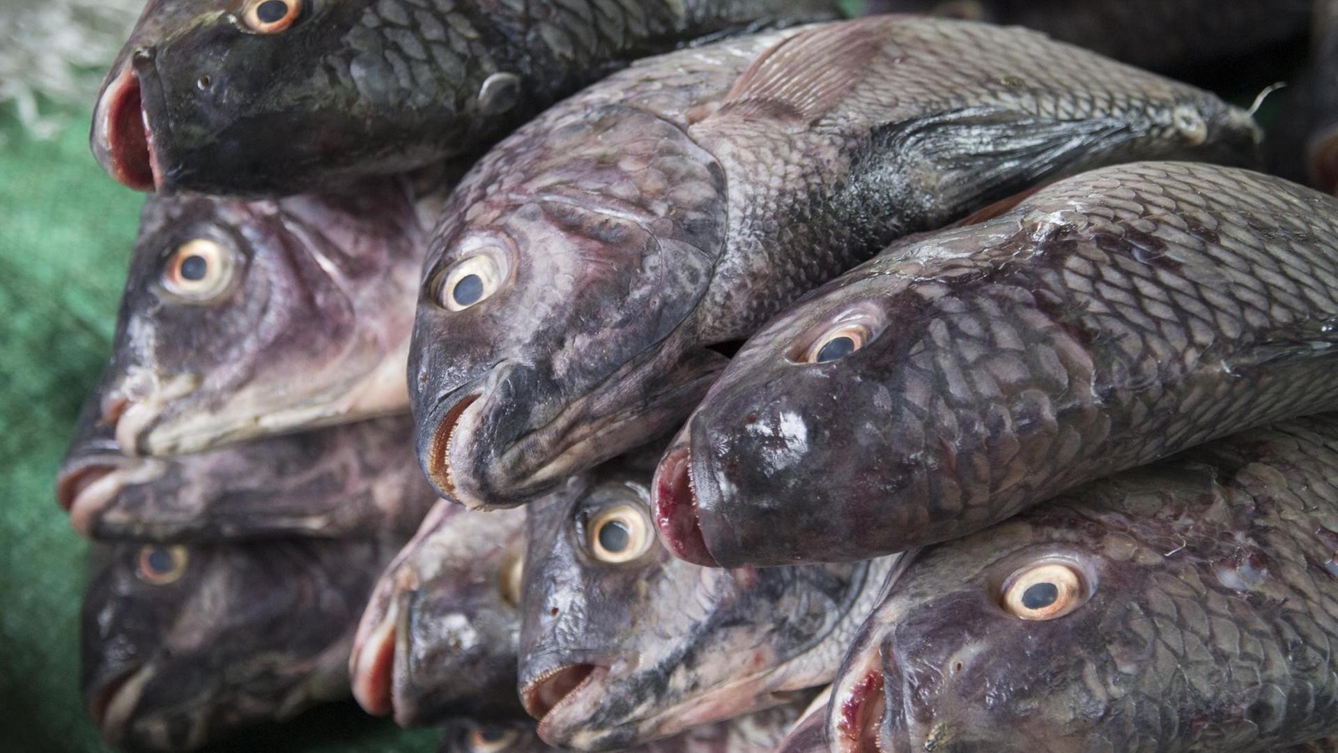 Tote Fische liegen aufgestapelt da.