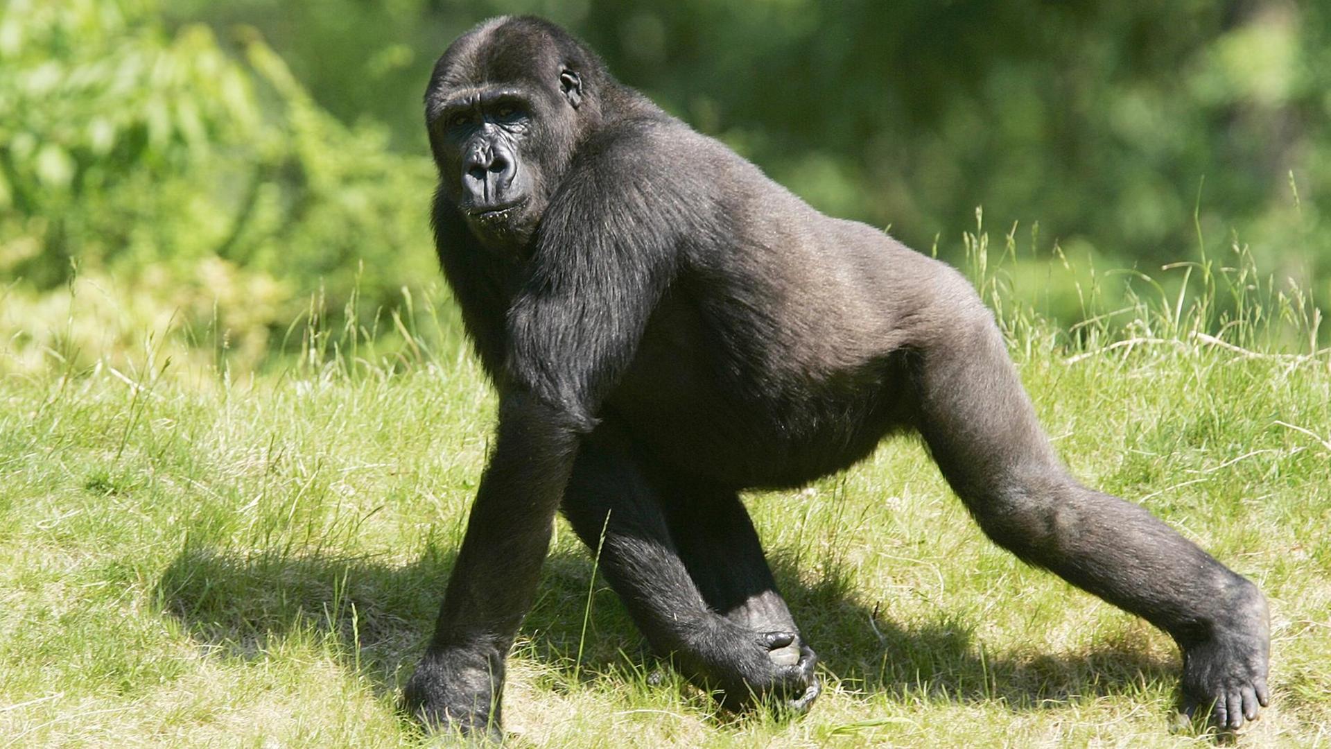 Ein Flachlandgorilla (lat.: Gorilla gorilla) geht auf allen Vieren durch sein Gehege in einem niederländischen Zoo.