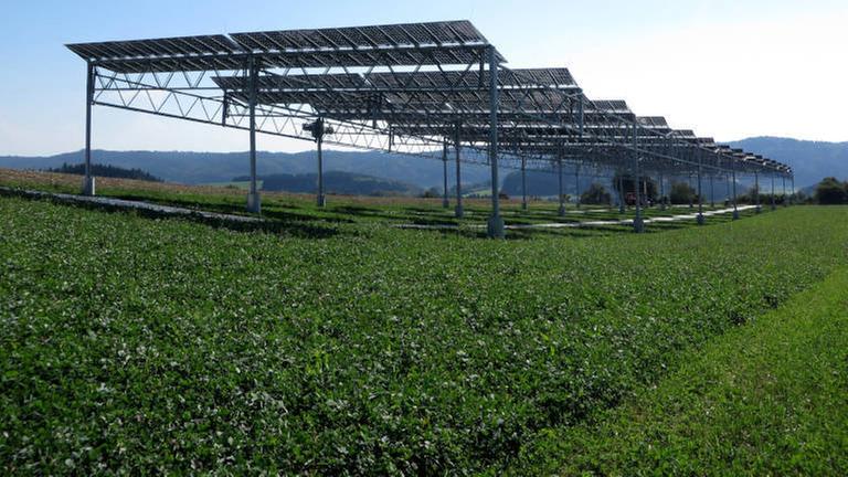Eine Agri-Photovoltaik-Anlage auf einem Feld