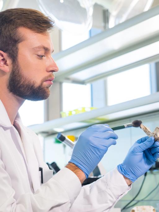 Archäologe arbeitet im Naturforschungslabor.