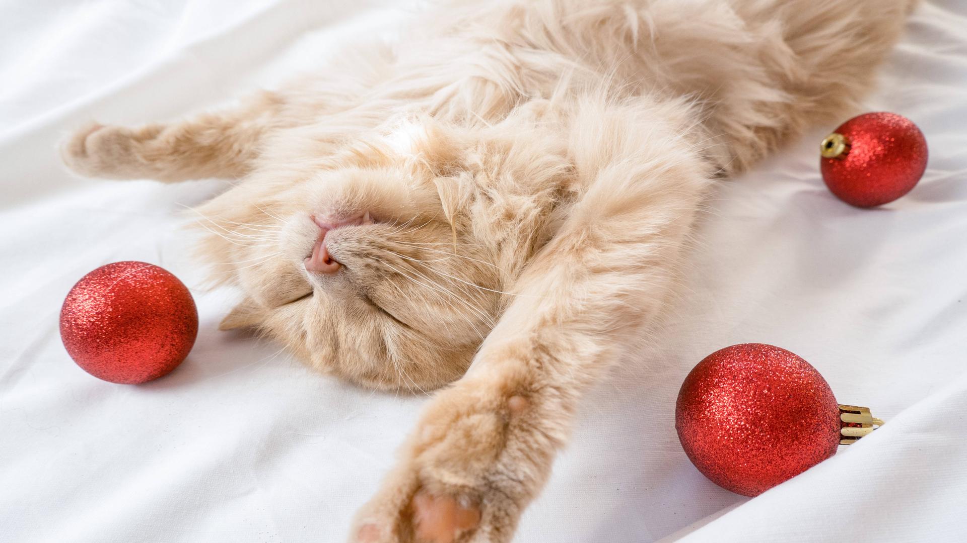 Nahaufnahme einer roten, flauschigen Katze, die auf dem Rücken in einem weißen Bett mit roten Weihnachtskugeln schläft