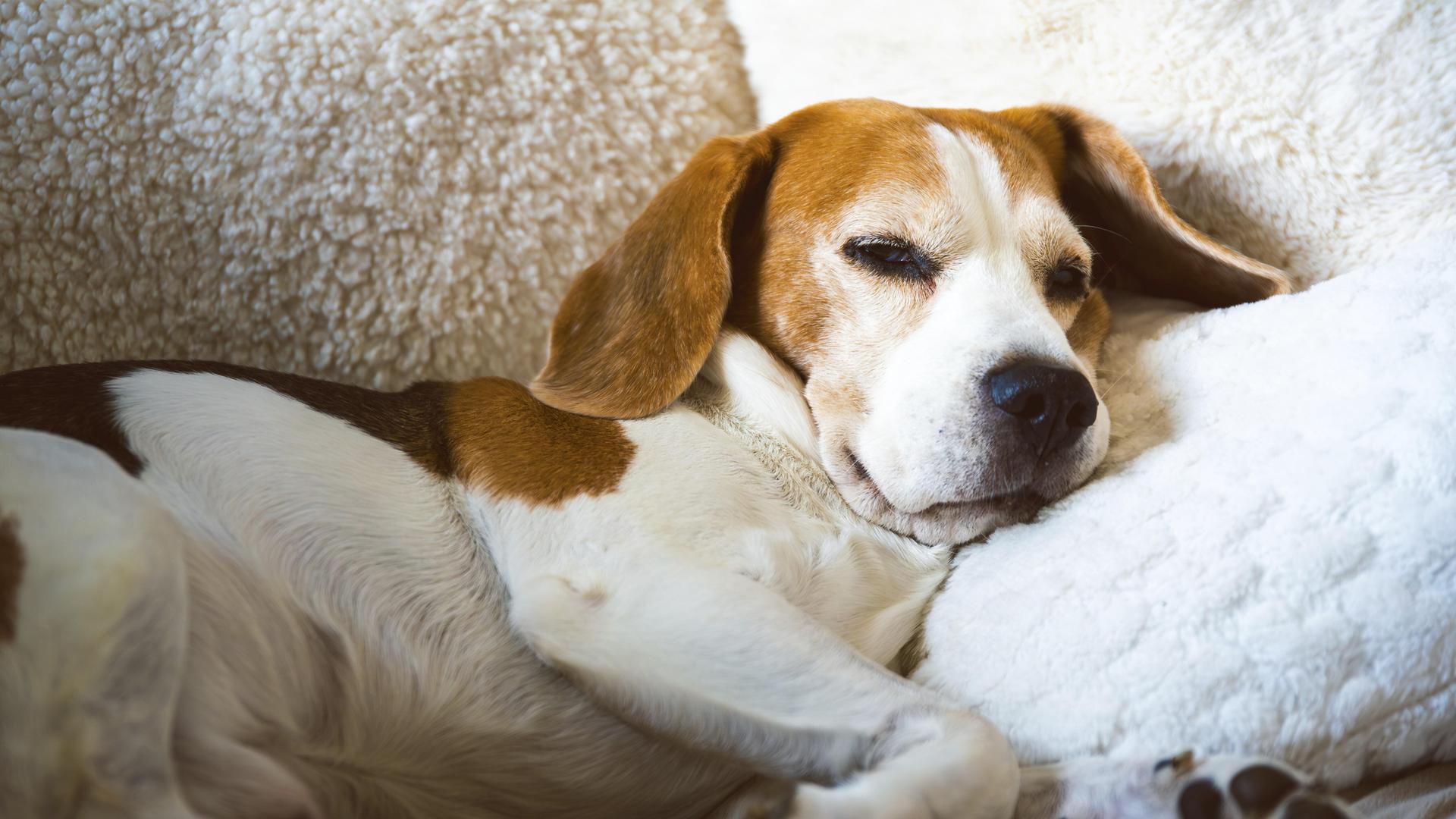 Ein Beagle schläft bequem auf einem flauschigen Kissen Ein Beagle schläft bequem auf einem flauschigen Kissen