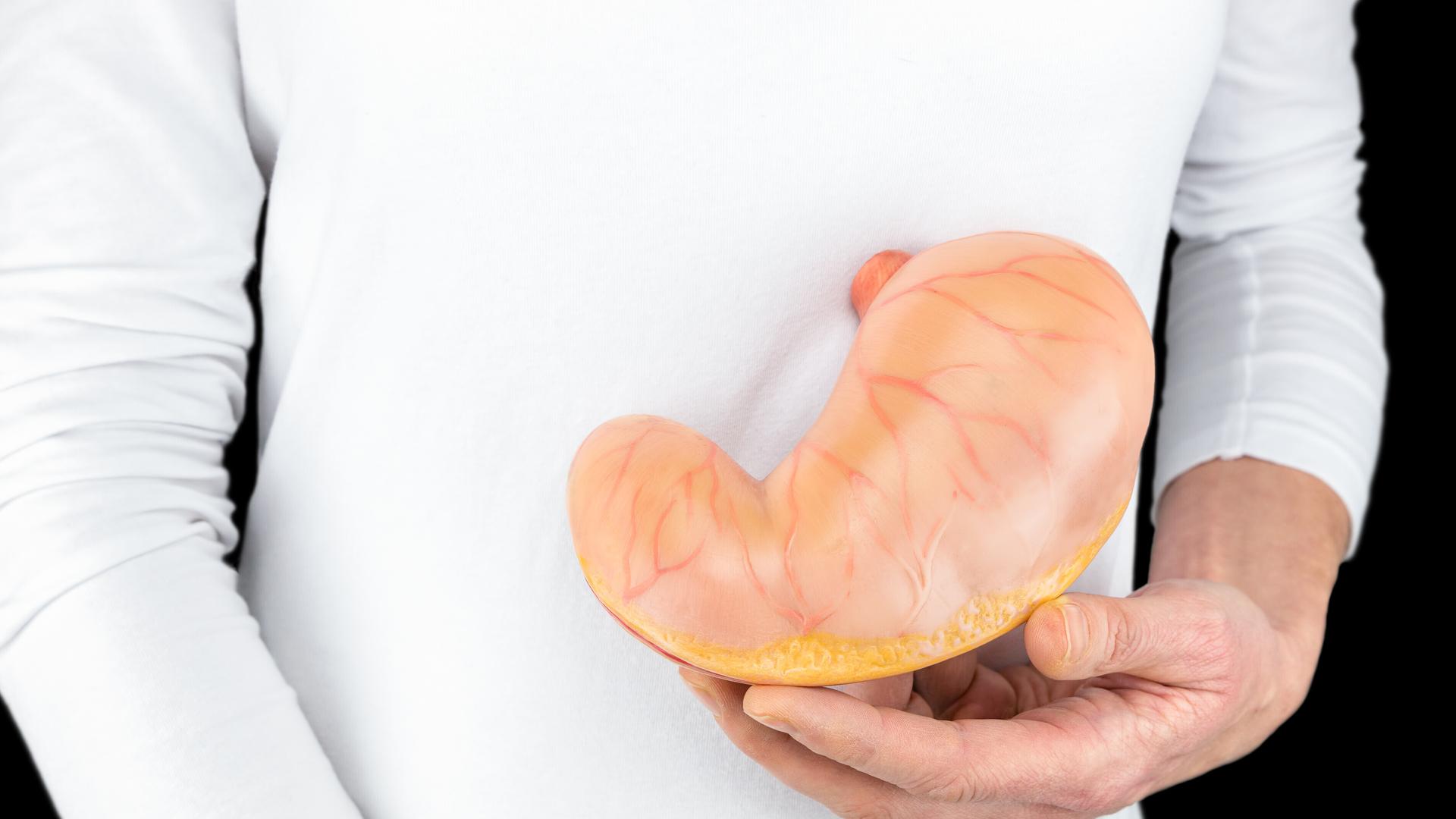 Organ: Ein Mensch hält einen Magen aus Plastik vor seinen Bauch