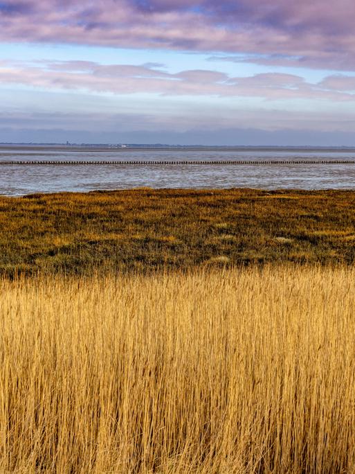 Das Wattenmeer, Ostfriesland, bei Niedersachsen, Blick zur Insel Norderney, Norddeich, Deutschland Wattenmeer Das Wattenmeer, Ostfriesland, bei Niedersachsen, Blick zur Insel Norderney, Norddeich, Deutschland Wattenmeer