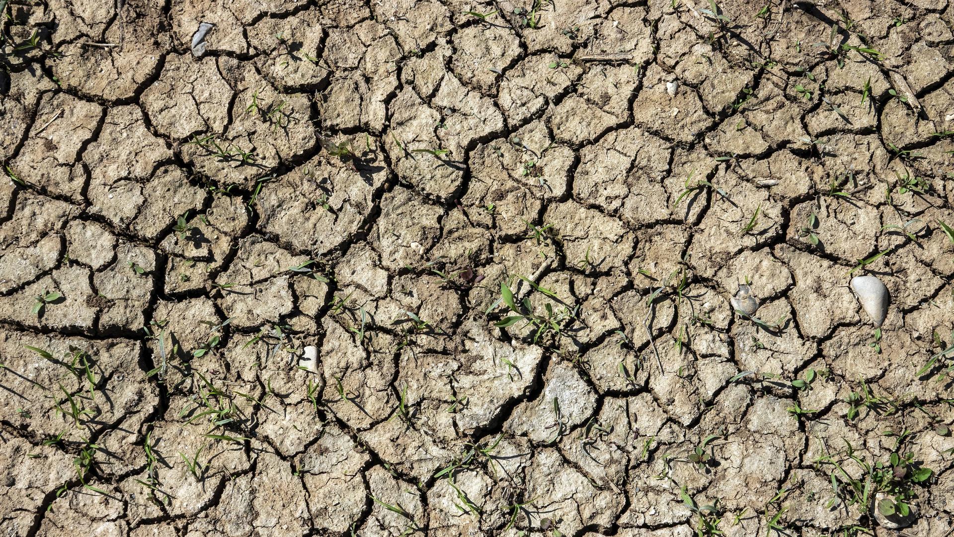 Ausgetrocknete Erde mit kleinen grünen Pflanzen, Baden-Württemberg, Deutschland Ausgetrocknete Erde mit kleinen grünen Pflanzen, Baden-Württemberg, Deutschland