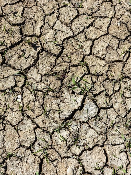 Ausgetrocknete Erde mit kleinen grünen Pflanzen, Baden-Württemberg, Deutschland Ausgetrocknete Erde mit kleinen grünen Pflanzen, Baden-Württemberg, Deutschland