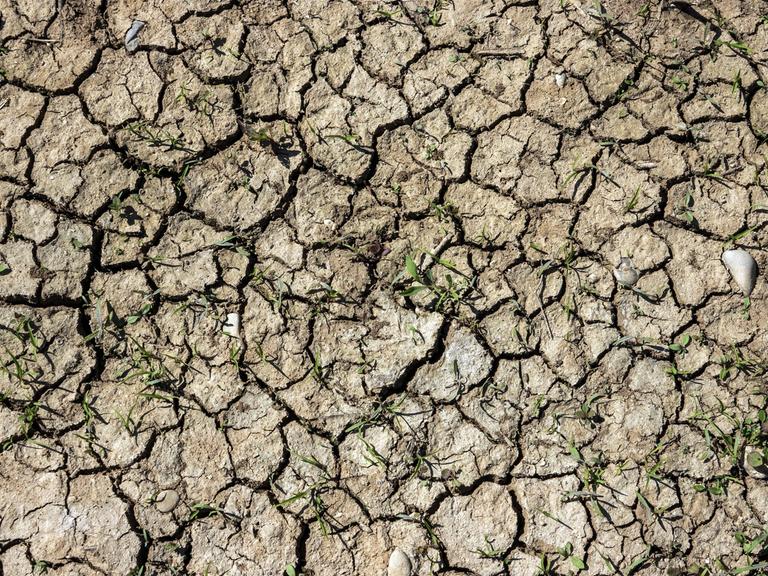 Ausgetrocknete Erde mit kleinen grünen Pflanzen, Baden-Württemberg, Deutschland Ausgetrocknete Erde mit kleinen grünen Pflanzen, Baden-Württemberg, Deutschland