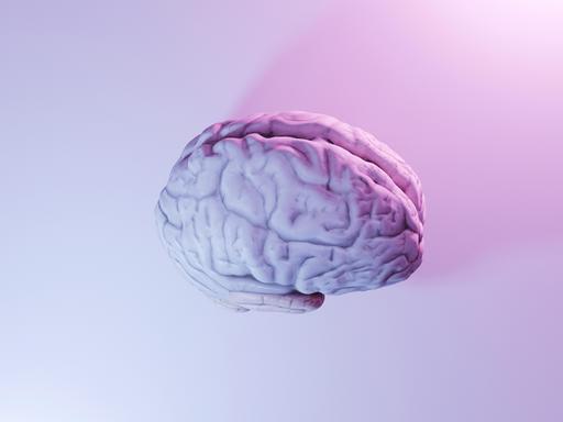 Ein nachgebildetes menschliches Gehirn.