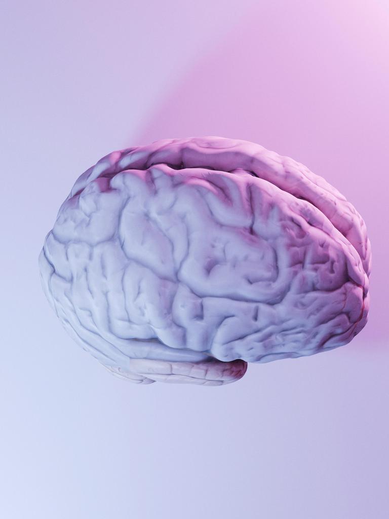 Ein nachgebildetes menschliches Gehirn.