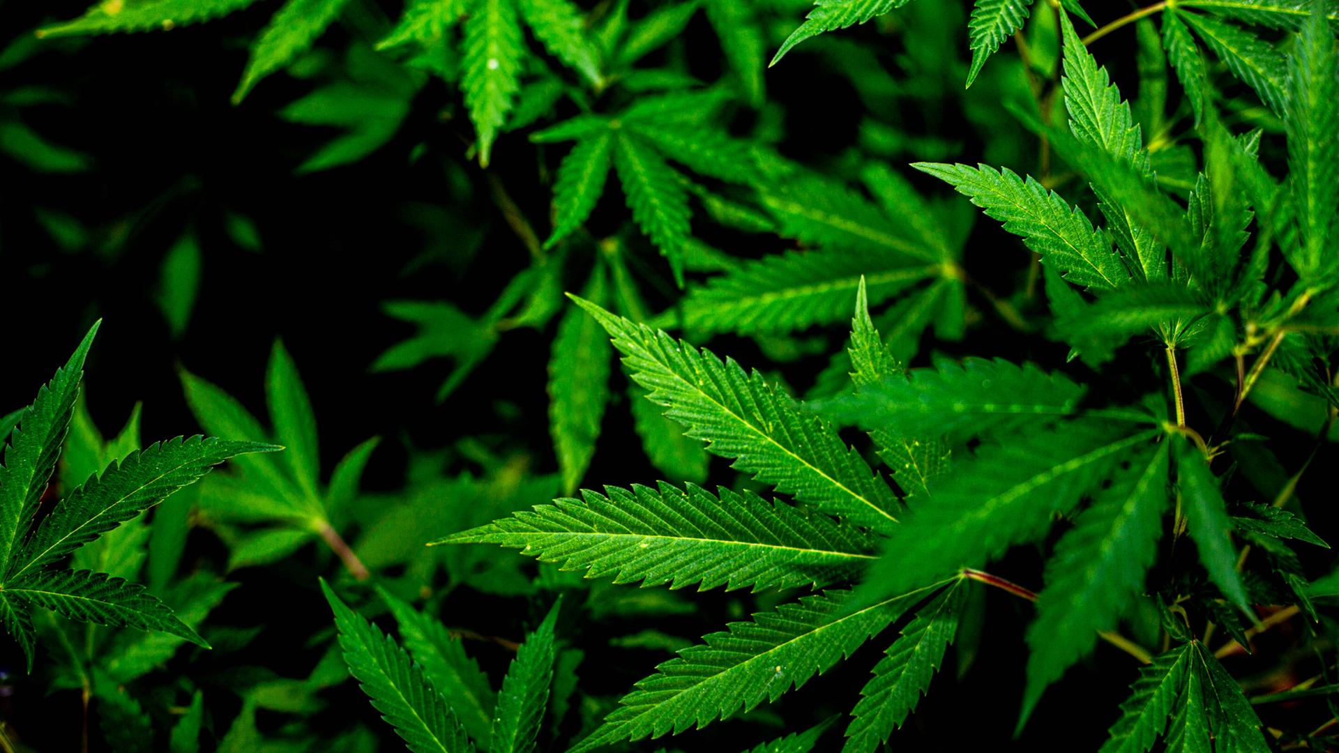 Das Foto zeigt eine Cannabis-Pflanze.