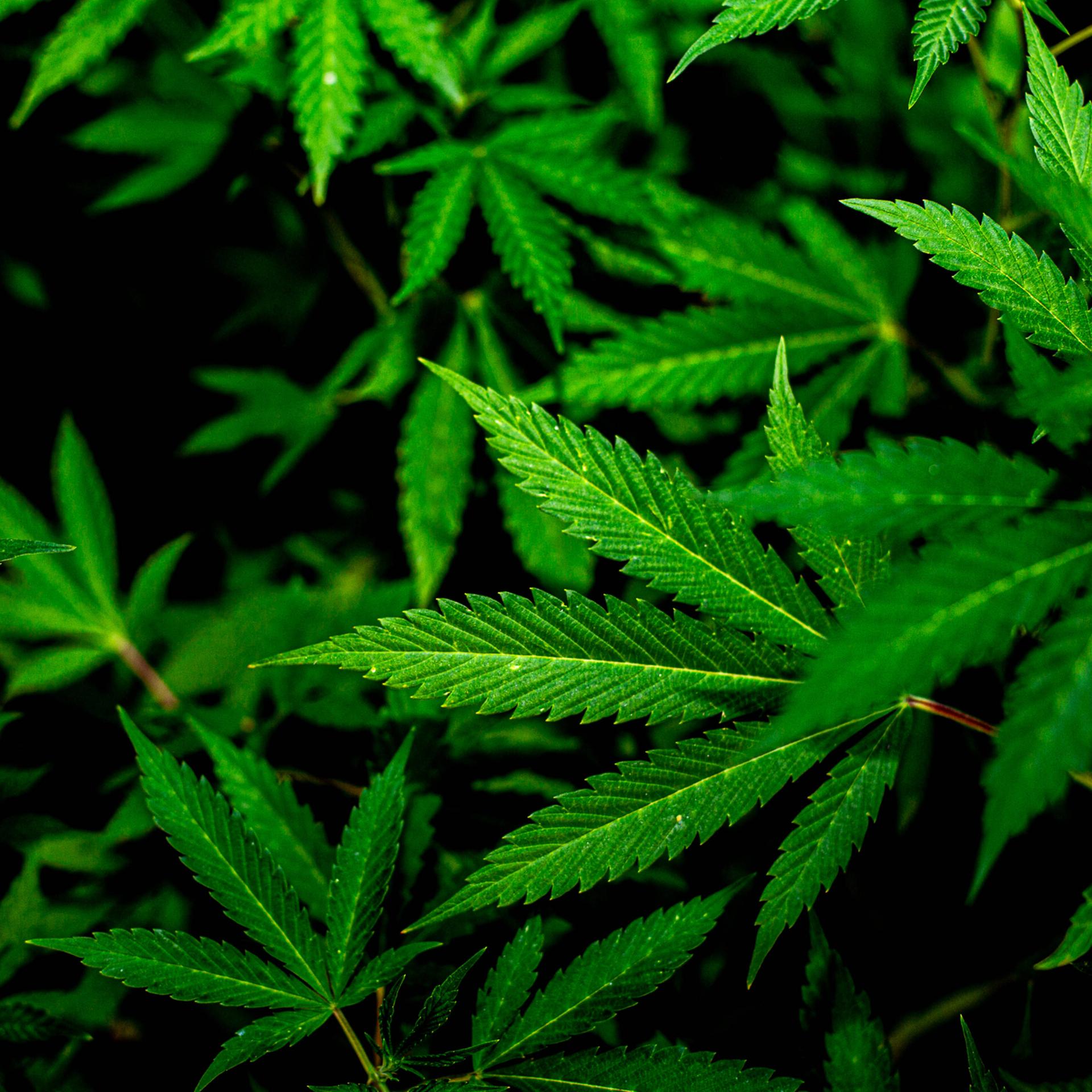 Eine Cannabis-Pflanze