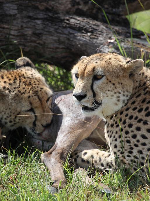 Zwei Geparden, die sich auf den Ebenen der Serengeti in Tansania darauf vorbereiten, ein wanderndes Gnu-Kalb zu verspeisen.