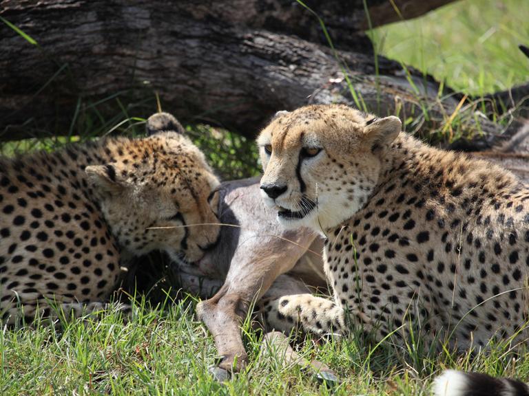 Zwei Geparden, die sich auf den Ebenen der Serengeti in Tansania darauf vorbereiten, ein wanderndes Gnu-Kalb zu verspeisen.