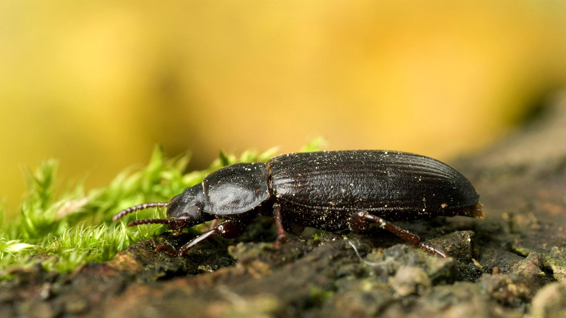 Mehlkaefer, Gelber Mehlkaefer (Tenebrio molitor), sitzt auf einem Ast. Der Mehlkäfer (Tenebrio molitor) ist ein Käfer aus der Familie der Schwarzkäfer (Tenebrionidae). Seine Larven werden allgemeinsprachlich wegen ihres wurmartigen Aussehens als… Mehlkaefer, Gelber Mehlkaefer (Tenebrio molitor), sitzt auf einem Ast. Der Mehlkäfer (Tenebrio molitor) ist ein Käfer aus der Familie der Schwarzkäfer (Tenebrionidae). Seine Larven werden allgemeinsprachlich wegen ihres wurmartigen Aussehens als…