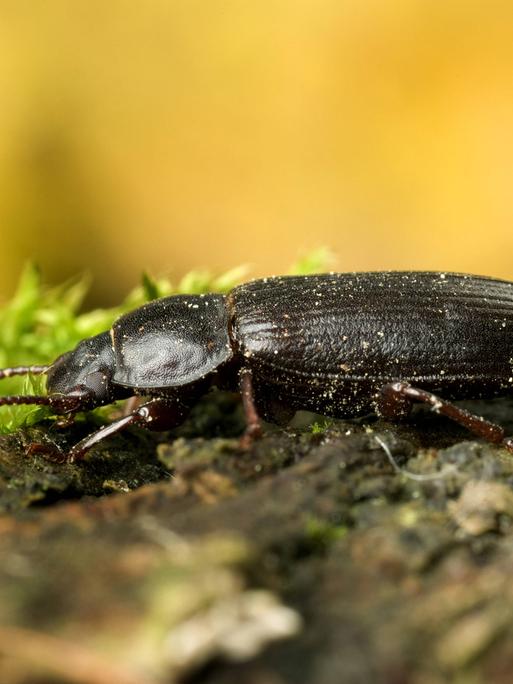 Mehlkaefer, Gelber Mehlkaefer (Tenebrio molitor), sitzt auf einem Ast. Der Mehlkäfer (Tenebrio molitor) ist ein Käfer aus der Familie der Schwarzkäfer (Tenebrionidae).  Seine Larven werden allgemeinsprachlich wegen ihres wurmartigen Aussehens als…