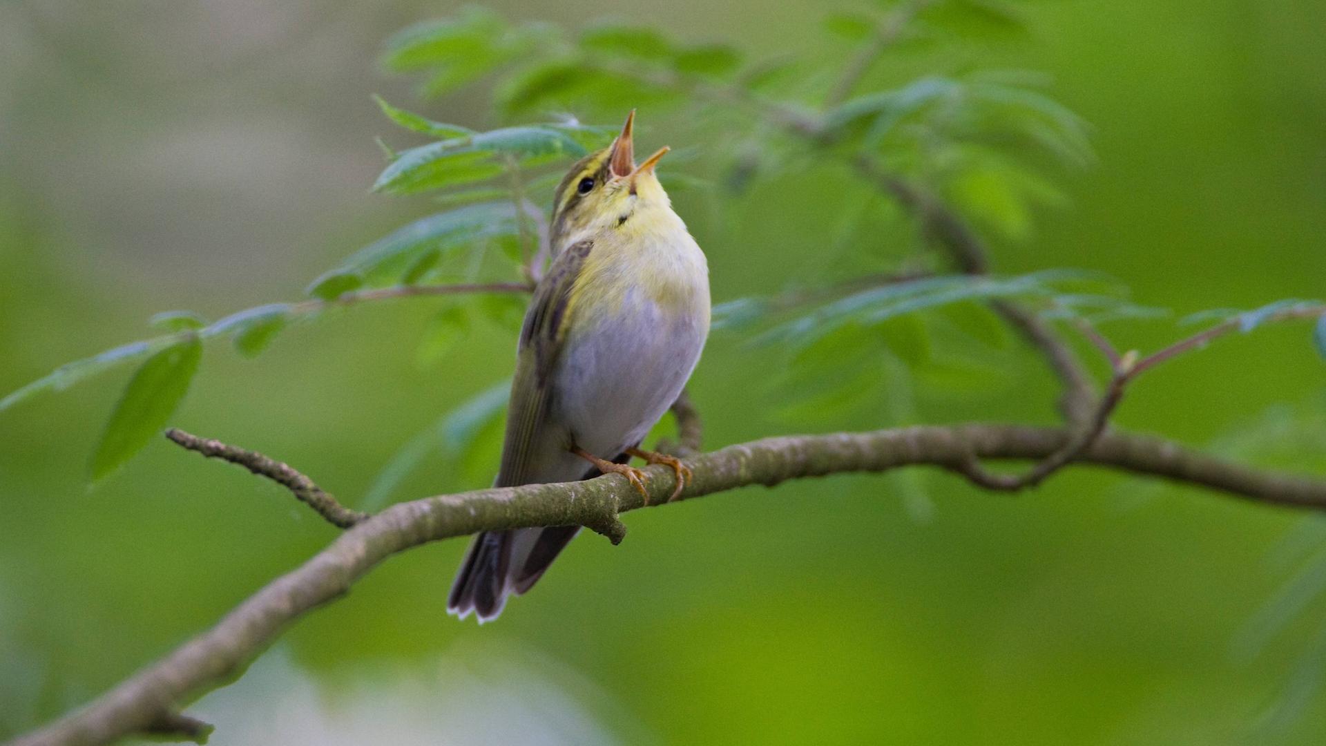Vogel zwitschert, Phylloscopus sibilatrix