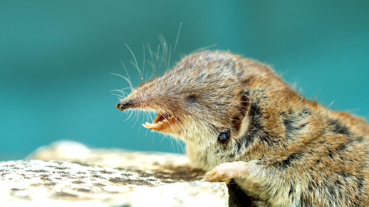 Feldmaus