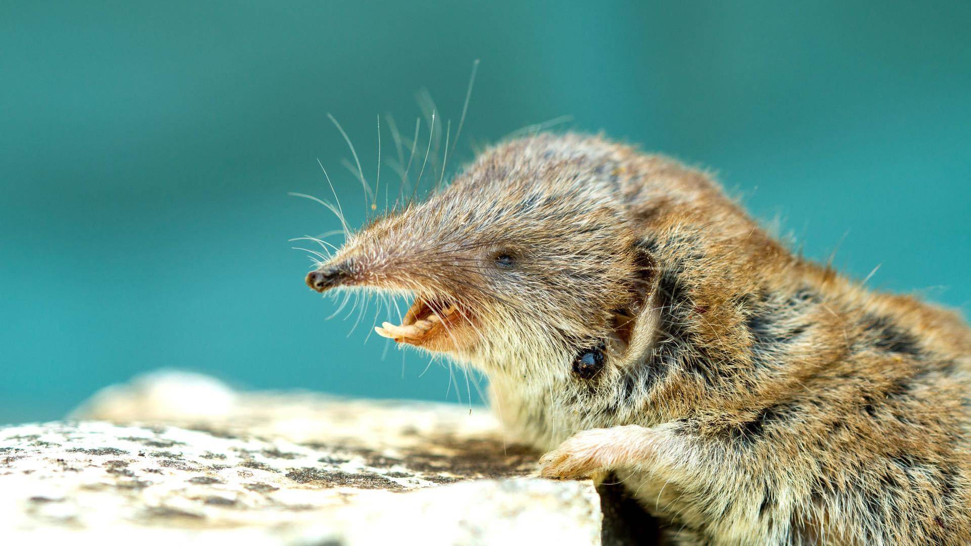 Feldmaus