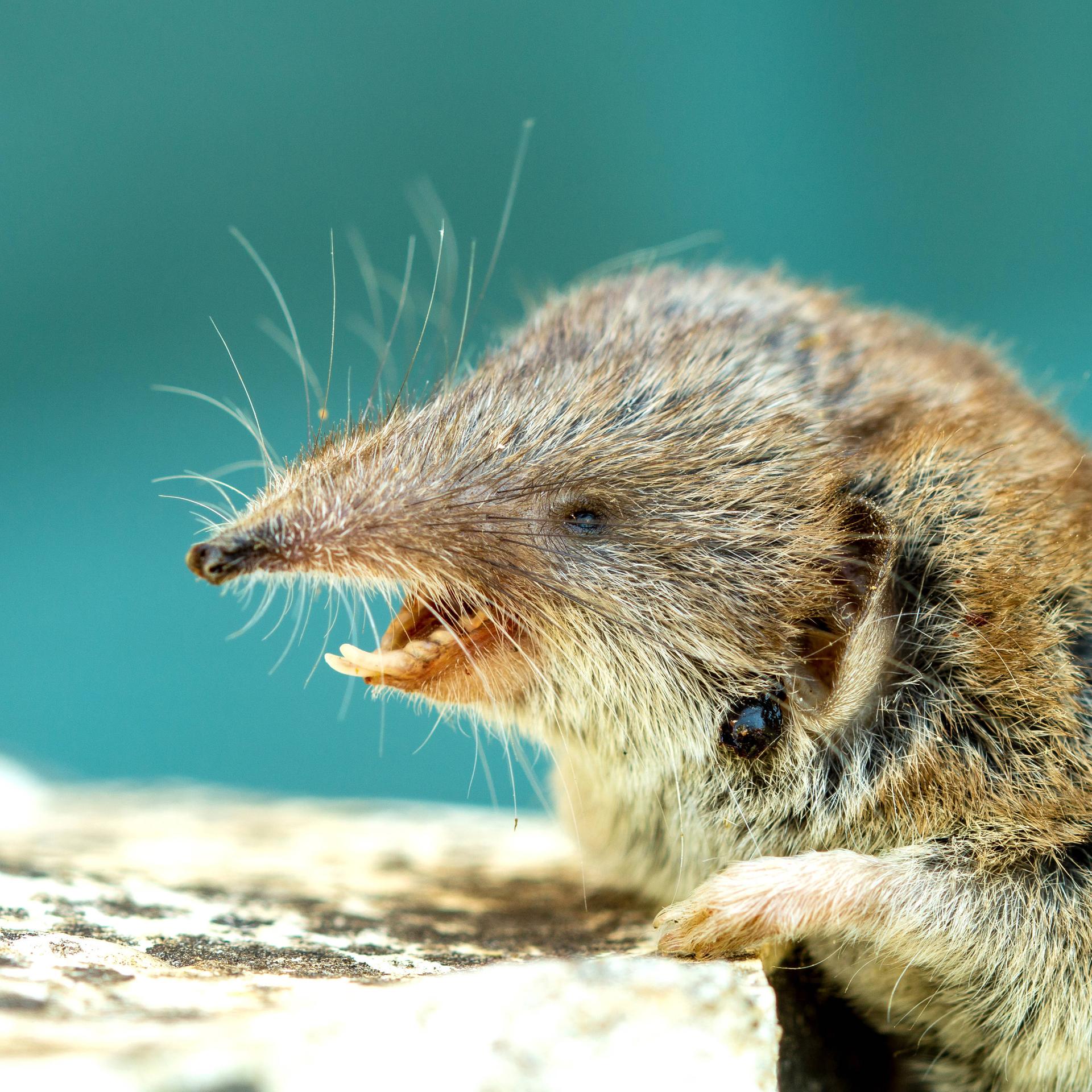 Feldmaus