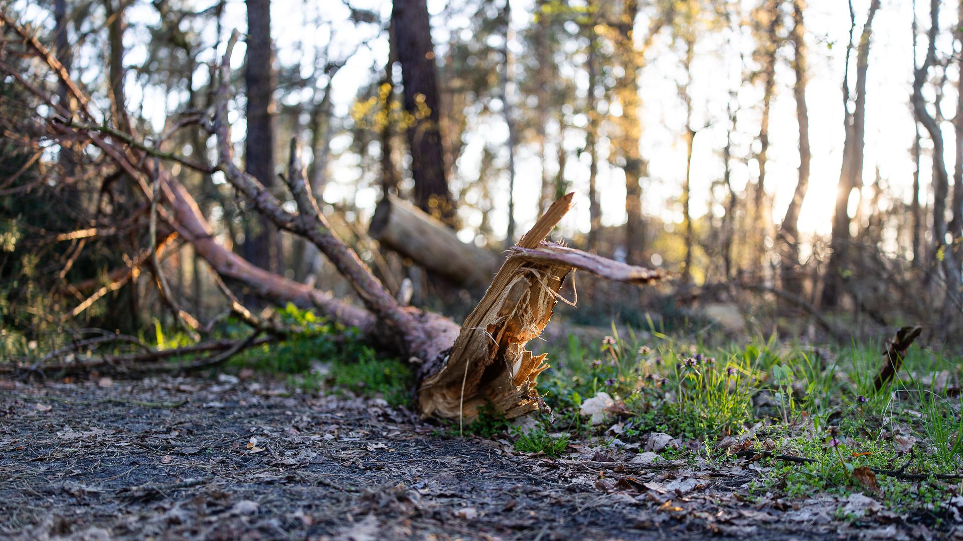 Ein von einem Baum abgebrochener Ast liegt auf einem Waldweg.