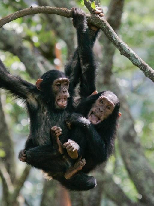 Zwei Schimpansen hängen an einem Ast im Regenwald in Tansania Zwei Schimpansen hängen an einem Ast im Regenwald in Tansania