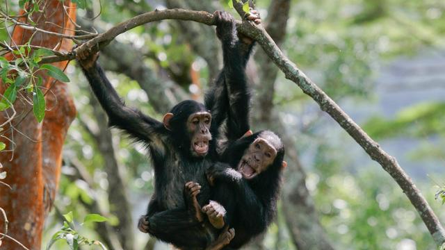 Zwei Schimpansen hängen an einem Ast im Regenwald in Tansania