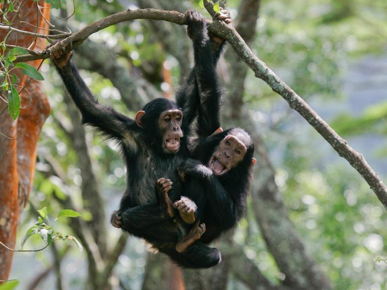 Zwei Schimpansen hängen an einem Ast im Regenwald in Tansania Zwei Schimpansen hängen an einem Ast im Regenwald in Tansania
