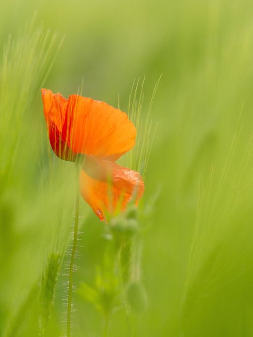 Eine rote Mohnblume steht einem Weizenfeld, das noch grün ist. Der Wind bewegt die Pflanzen. Eine rote Mohnblume steht einem Weizenfeld, das noch grün ist. Der Wind bewegt die Pflanzen.