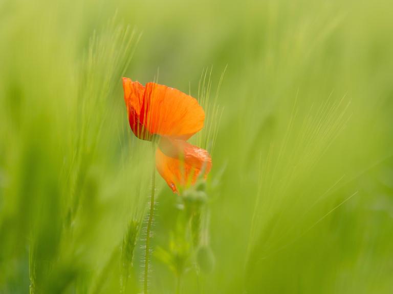 Eine rote Mohnblume steht einem Weizenfeld, das noch grün ist. Der Wind bewegt die Pflanzen. Eine rote Mohnblume steht einem Weizenfeld, das noch grün ist. Der Wind bewegt die Pflanzen.