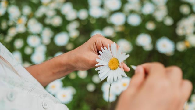 Die Hände einer Frau, die die Blätter einer Blüte ausrupfen.