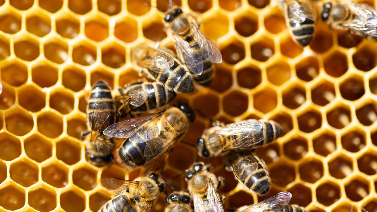 Bienen im Stock mit Pollen