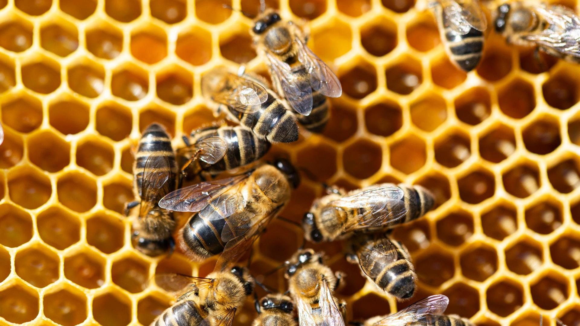 Bienen im Stock mit Pollen