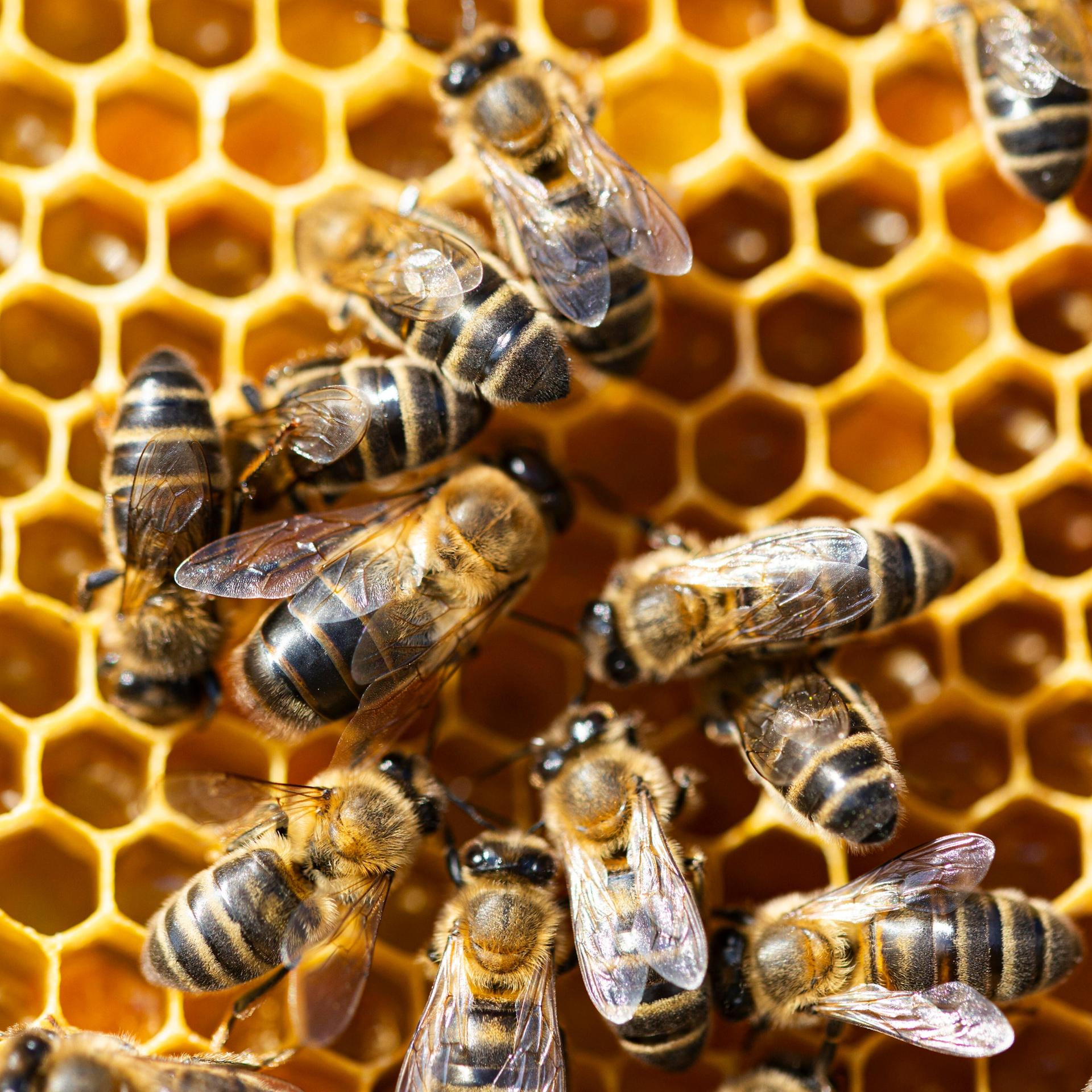 Bienen im Stock mit Pollen