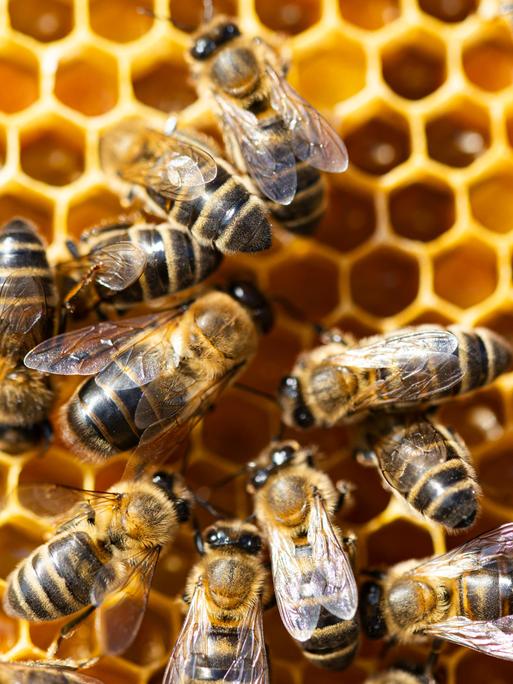 Bienen im Stock mit Pollen