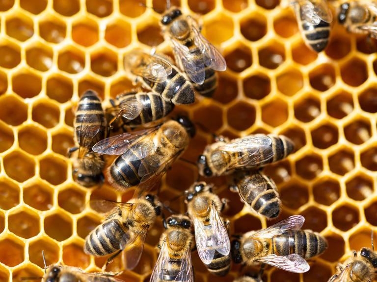 Bienen im Stock mit Pollen