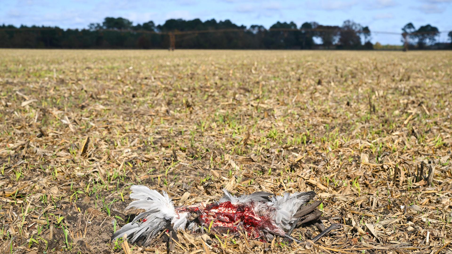Kadaver eines Kranichs bei Arjuzanx im Südwesten Frankreichs am 30. Oktober 2025