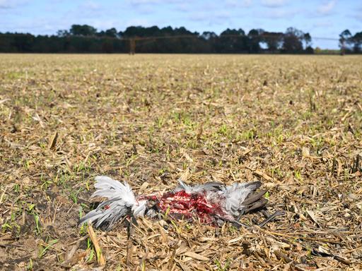 Kadaver eines Kranichs bei Arjuzanx im Südwesten Frankreichs am 30. Oktober 2025