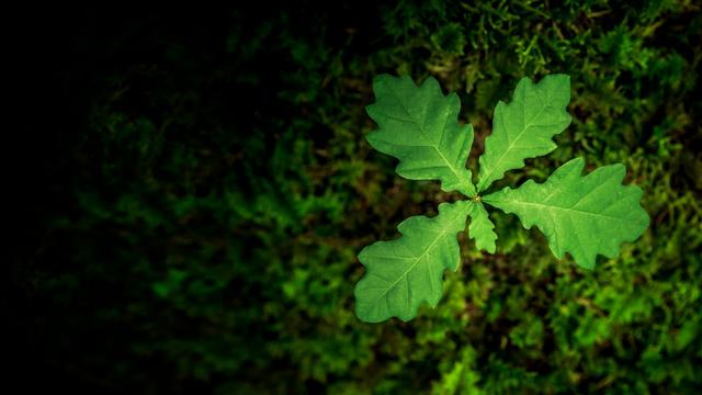 Eine junge Eichenpflanze auf moosigem Waldboden.