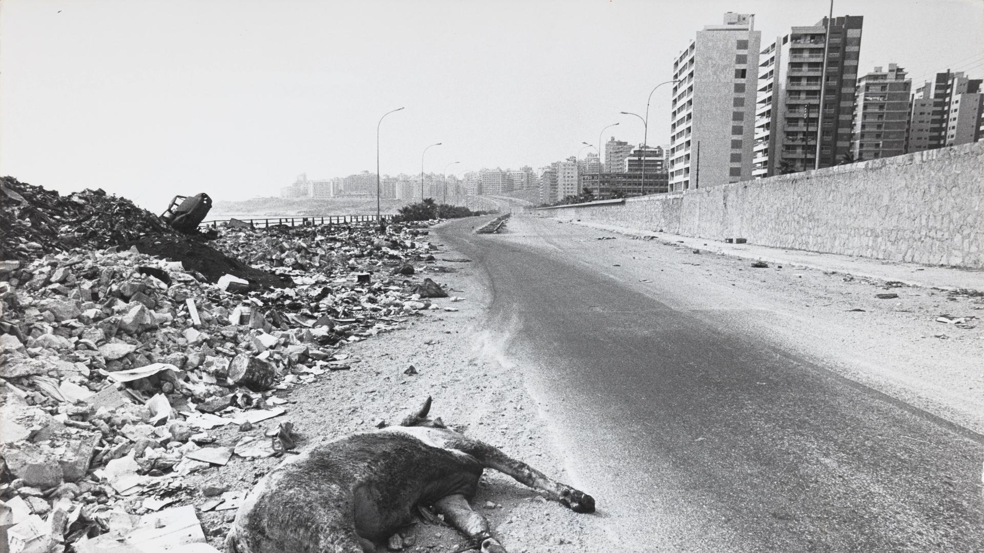 Der Kadaver eines Rindes liegt 1976 neben Trümmerbergen am Rande einer Küstenstraße in Beirut.