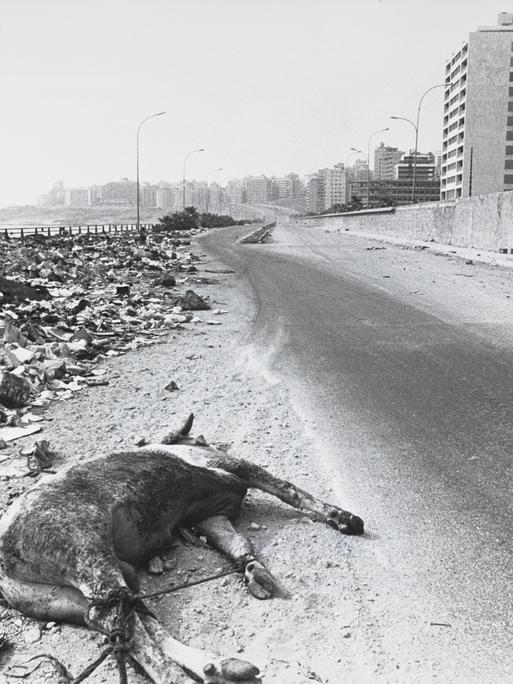 Der Kadaver eines Rindes liegt 1976 neben Trümmerbergen am Rande einer Küstenstraße in Beirut.