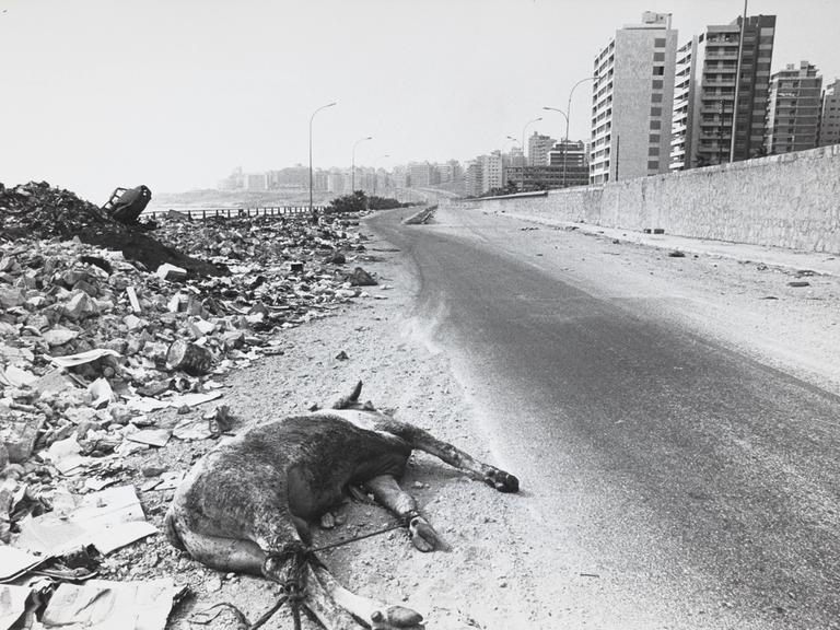 Der Kadaver eines Rindes liegt 1976 neben Trümmerbergen am Rande einer Küstenstraße in Beirut.
